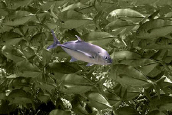 Going the wrong way? Who said all fish swim with the scho... by Andrew Macleod 